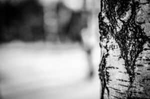 birch-tree-260831_640